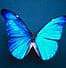 Thumbnail image for Hard Times Make Us Stronger: The Story Of The Butterfly