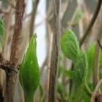 Leaves Sprouting