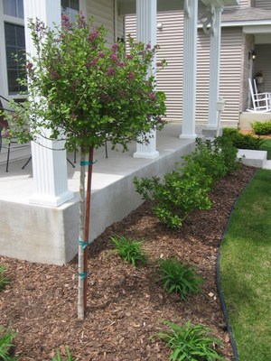 Dwarf Korean Lilac Tree