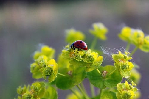 nc_ladybug