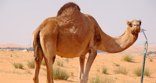 Camel Eye Of The Needle