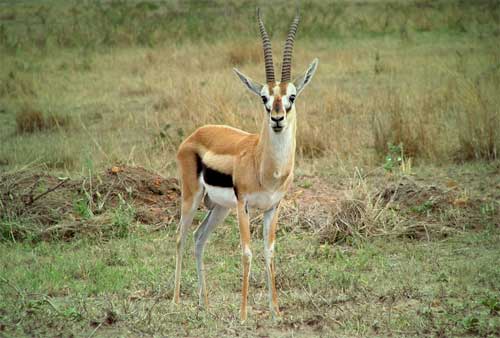 Gazelle intense debt repayment