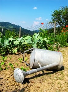 Grow Your Own Food Garden