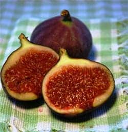 Figs - The Little Things In Life