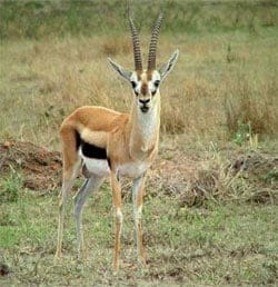 gazelle intensity a long term solution?