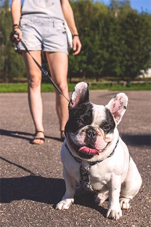 dog walking side hustle to make extra money