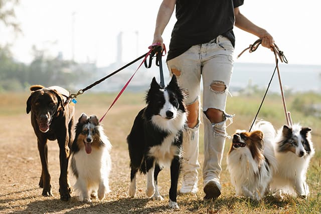 Gig economy jobs - Dog Walker or pet sitter